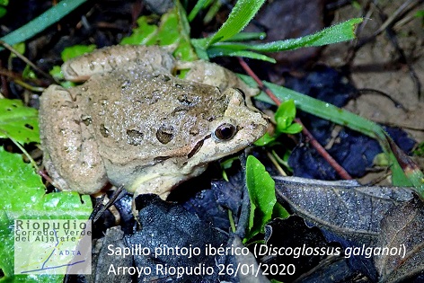 ADTA comienza a realizar un seguimiento de anfibios en el entorno del Riopudio