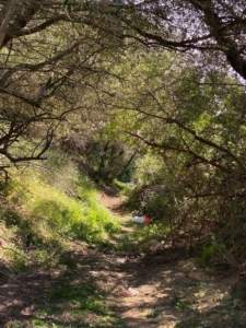 Séptima jornada de recuperación (desbroce) del Camino de los Valles