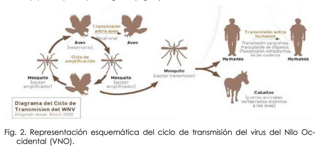 Virus del Nilo Occidental (y lo que pueda venir): Hay soluciones.