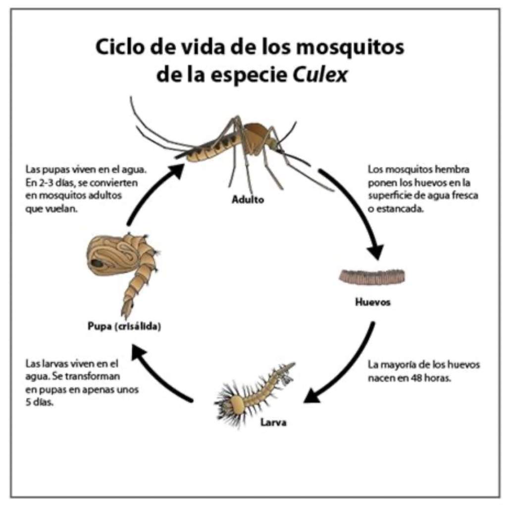 Virus del Nilo Occidental (y lo que pueda venir): Hay soluciones.