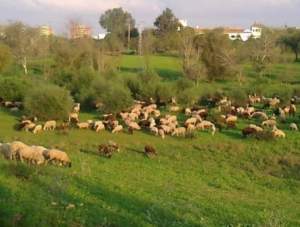 La asociación "Espacio verde cortijo del Cuarto" se opone al proyecto "Quarto"