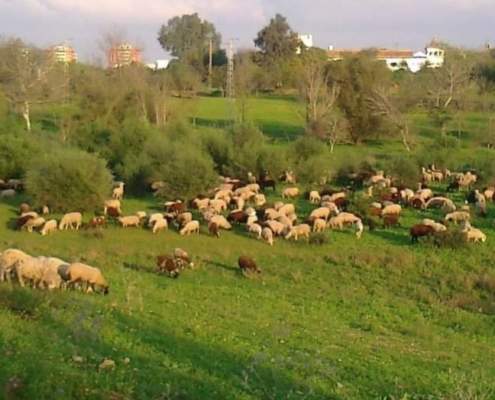 La asociación "Espacio verde cortijo del Cuarto" se opone al proyecto "Quarto"