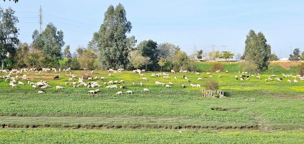 La asociación "Espacio verde cortijo del Cuarto" se opone al proyecto "Quarto"