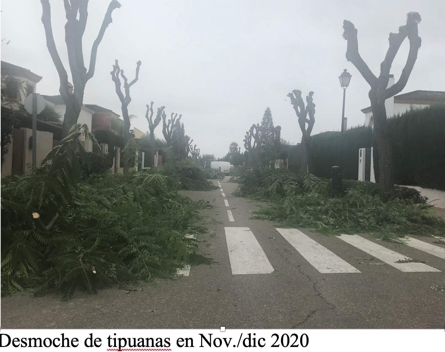 PLATAFORMA CONTRA EL DESMOCHE DE 327 ARBOLES EN BORMUJOS