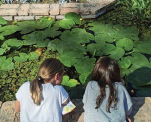 Las fuentes urbanas como puntos de biodiversidad Las fuentes urbanas como puntos de biodiversidad