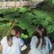 Las fuentes urbanas como puntos de biodiversidad