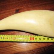 Encontrado un diente de cachalote en el sitio arqueológico de Valencina