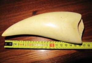 Encontrado un diente de cachalote en el sitio arqueológico de Valencina Encontrado un diente de cachalote en el sitio arqueológico de Valencina