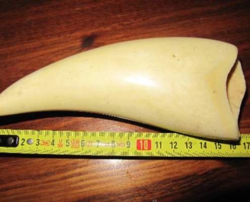 Encontrado un diente de cachalote en el sitio arqueológico de Valencina
