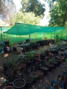 Viverito forestal educativo de plantas autóctonas en San Juan de Aznalfarache Viverito forestal educativo de plantas autóctonas en San Juan de Aznalfarache
