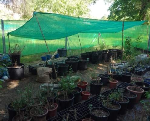 Viverito forestal educativo de plantas autóctonas en San Juan de Aznalfarache Viverito forestal educativo de plantas autóctonas en San Juan de Aznalfarache