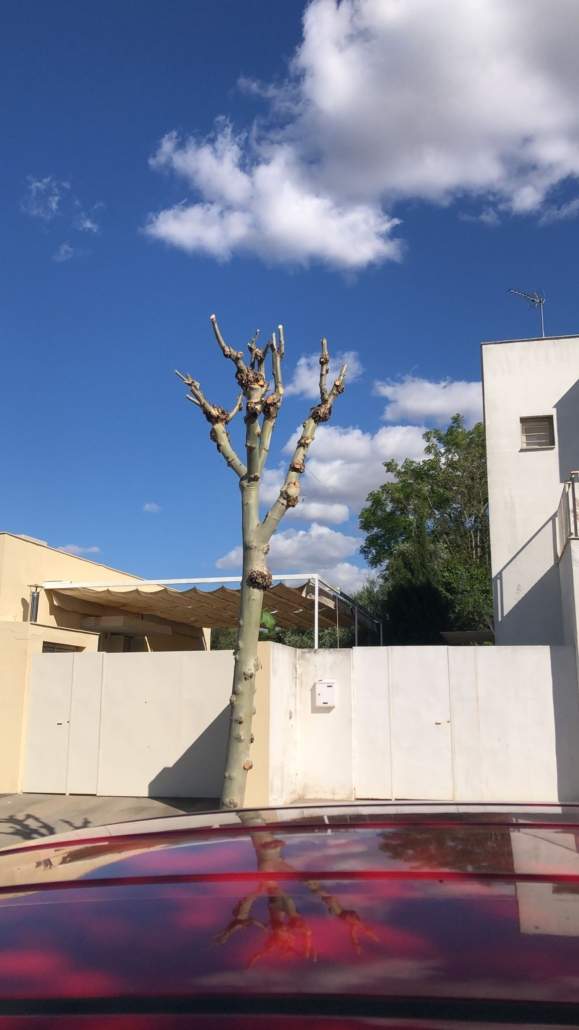 Podas a destiempo en Almensilla