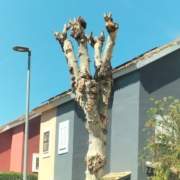 Podas a destiempo en Almensilla