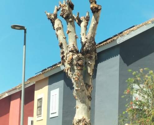 Podas a destiempo en Almensilla