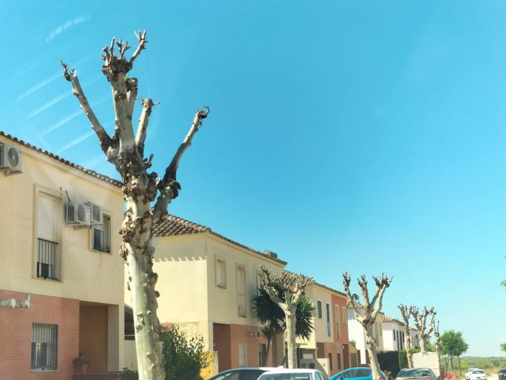 Podas a destiempo en Almensilla
