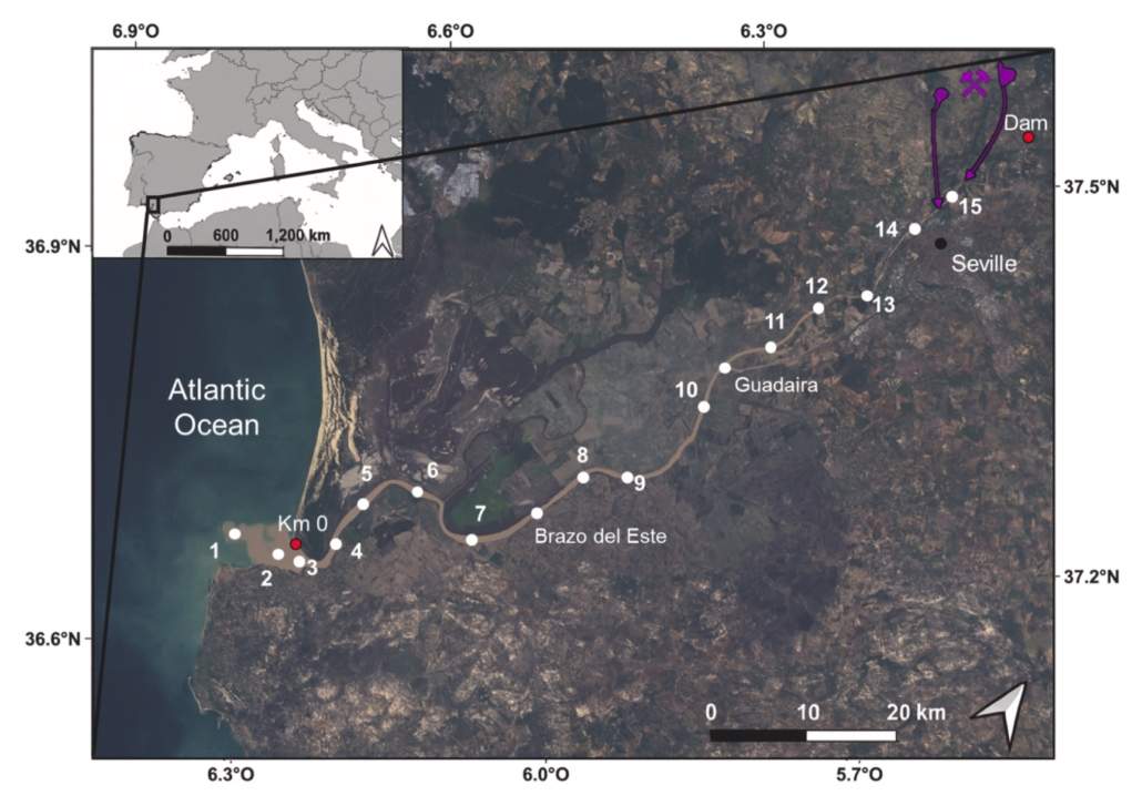 Importancia de analizar sedimentos y organismos en el estuario del Guadalquivir.