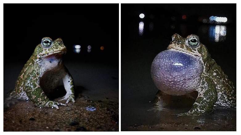 Reptiles y servicios ecosistémicos en el proyecto de anillo verde-azul de Sevilla