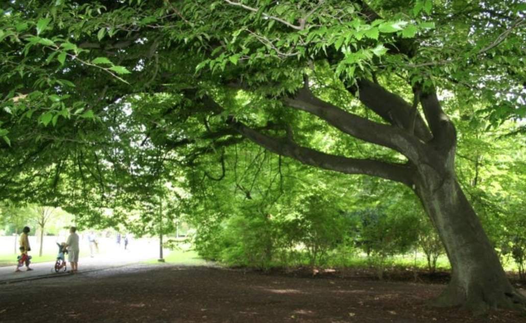 Subvenciones a municipios, de menos de 50.000, para actuaciones frente al cambio climático.