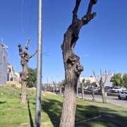 San Juan de Aznalfarache. Otra poda excesiva.