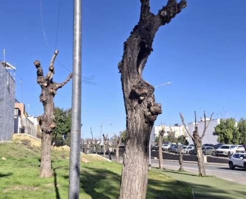 San Juan de Aznalfarache. Otra poda excesiva.