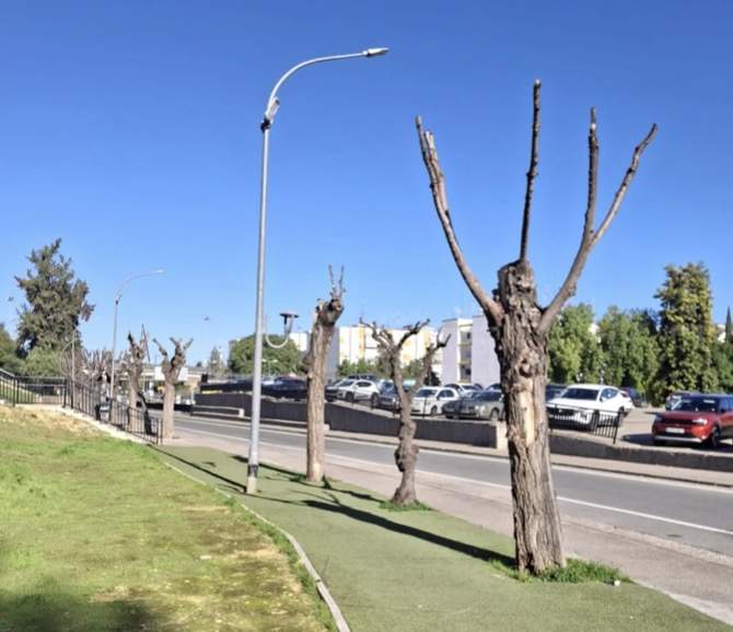 San Juan de Aznalfarache. Otra poda excesiva.