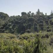 La cornisa este del Aljarafe incorporada al catálogo de montes públicos de Andalucía La cornisa este del Aljarafe incorporada al catálogo de montes públicos de Andalucía