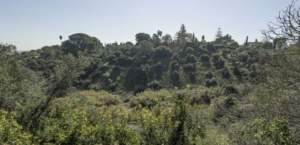 La cornisa este del Aljarafe incorporada al catálogo de montes públicos de Andalucía