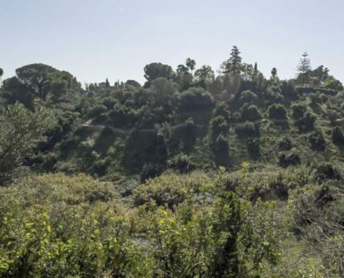 La cornisa este del Aljarafe incorporada al catálogo de montes públicos de Andalucía