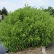 El alcalde dice que se va a hacer un bosque en Mairena del Aljarafe