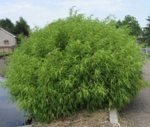 El alcalde dice que se va a hacer un bosque en Mairena del Aljarafe