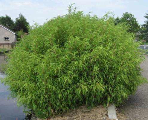 El alcalde dice que se va a hacer un bosque en Mairena del Aljarafe El alcalde dice que se va a hacer un bosque en Mairena del Aljarafe