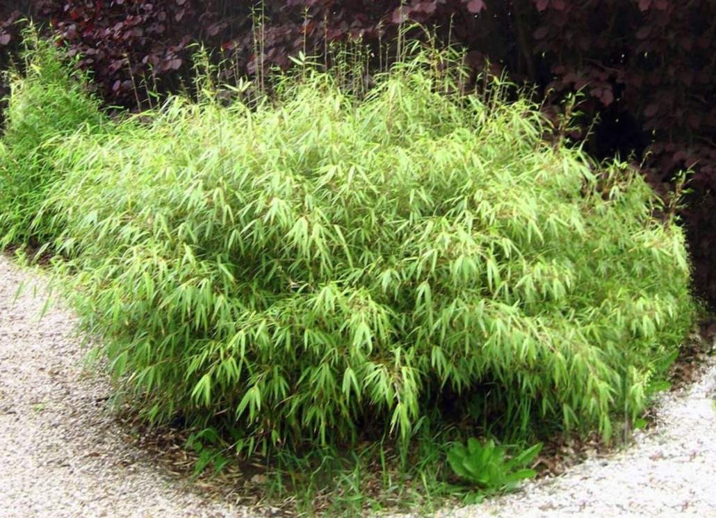 El alcalde dice que se va a hacer un bosque en Mairena del Aljarafe