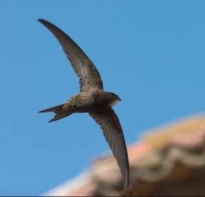 Interesante conexión entre Escocia y Coria del Río Interesante conexión entre Escocia y Coria del Río