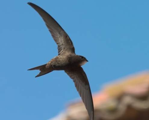 Interesante conexión entre Escocia y Coria del Río Interesante conexión entre Escocia y Coria del Río