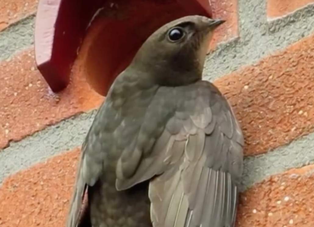 Interesante conexión entre Escocia y Coria del Río