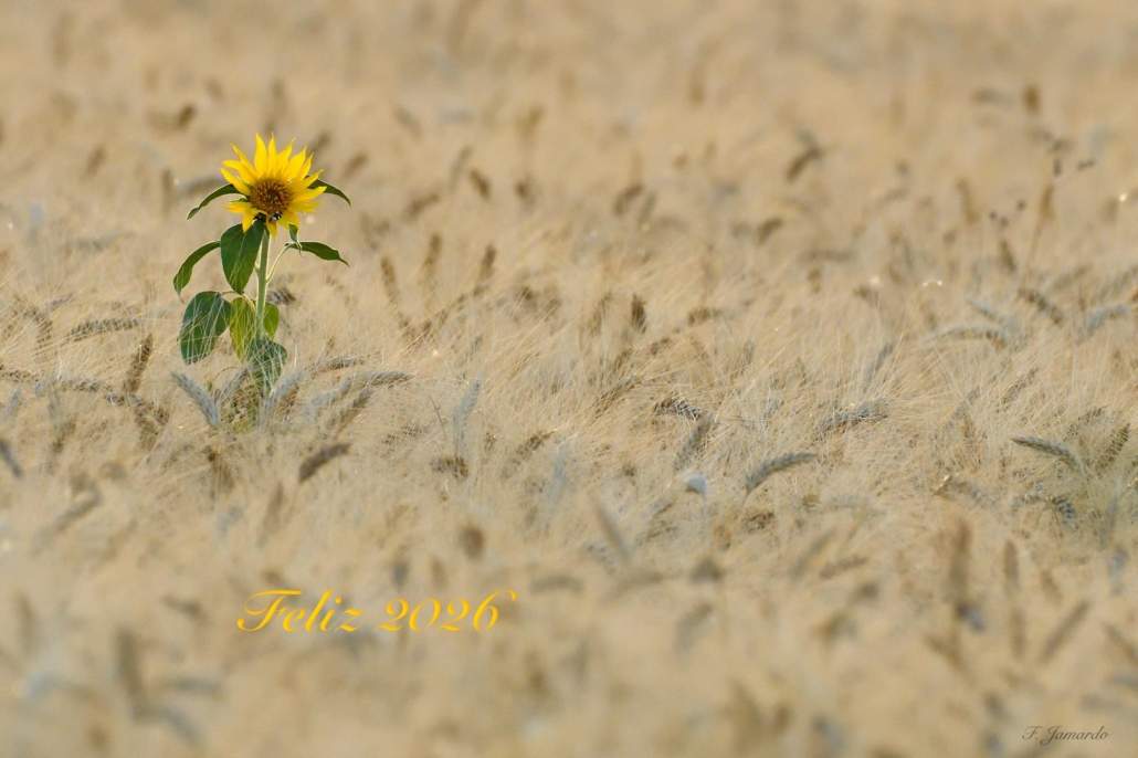 Nuestros buenos deseos para este año