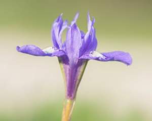 Un manto de lirios cubre Tablada Un manto de lirios cubre Tablada