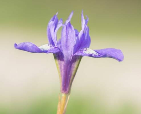 Un manto de lirios cubre Tablada Un manto de lirios cubre Tablada