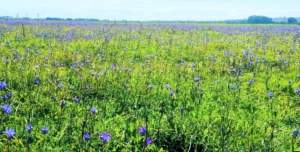 Un manto de lirios cubre Tablada