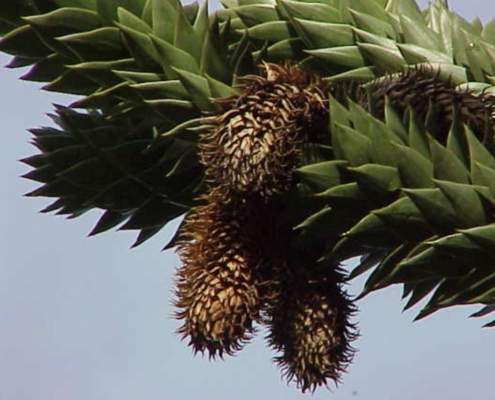 El Ayuntamiento de Castilleja de la Cuesta se contradice eliminando una araucaria centenaria.