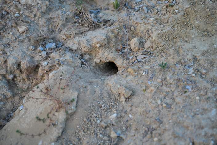 SOS Abejarucos en Palomares del Río: el último refugio en la calle Ugena, amenazado por movimientos de tierra