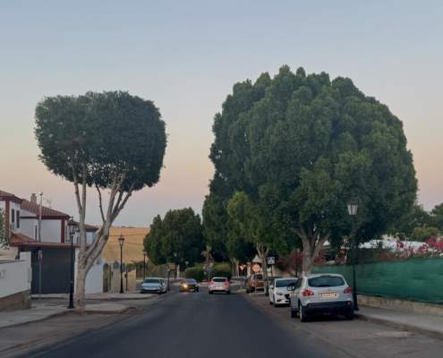 Podas a destiempo y excesivas en Palomares del Río