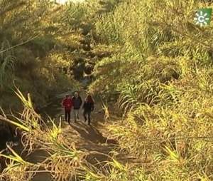 Lecturas de verano_19: RENATURALIZACIÓN DEL ARROYO “RÍO PUDIO”: EL PROGRAMA «ESPACIO PROTEGIDO» DE CANAL SUR