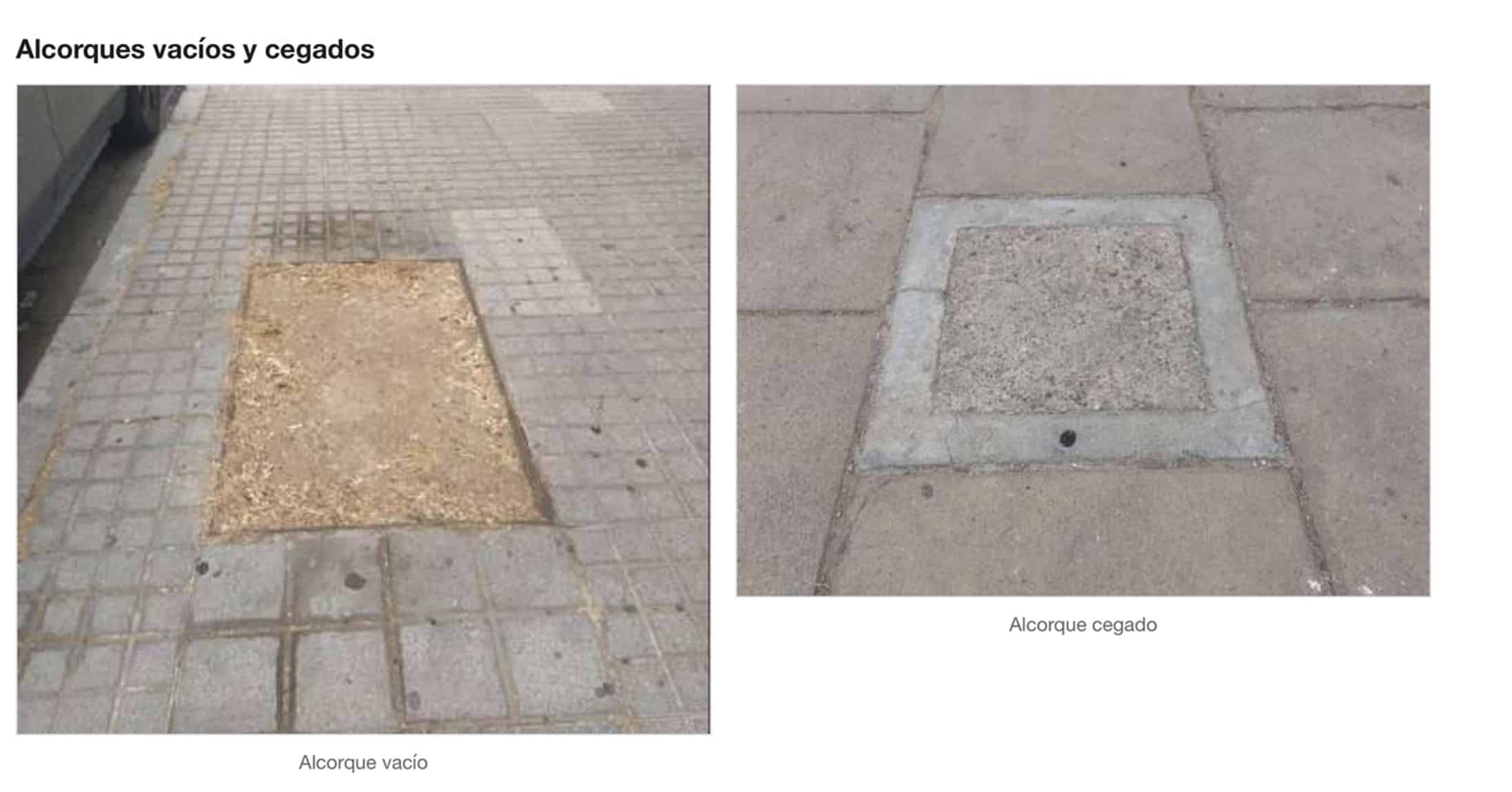 “¡Aquí falta un árbol!”: el ecomapeo ciudadano documenta 859 puntos negros del arbolado en Mairena del Aljarafe