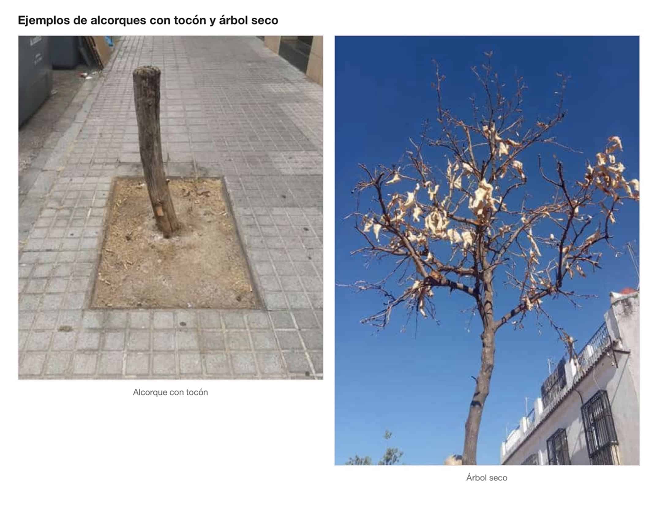 “¡Aquí falta un árbol!”: el ecomapeo ciudadano documenta 859 puntos negros del arbolado en Mairena del Aljarafe
