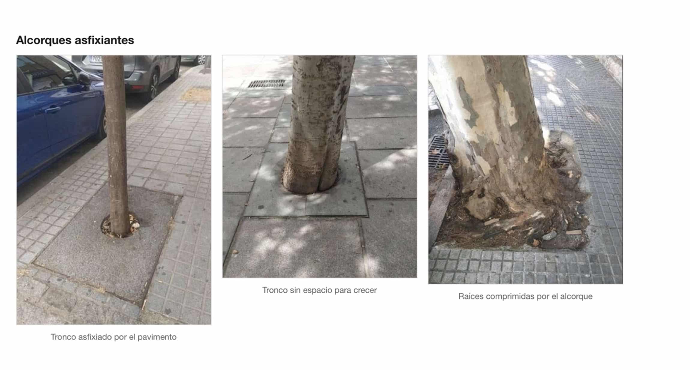 “¡Aquí falta un árbol!”: el ecomapeo ciudadano documenta 859 puntos negros del arbolado en Mairena del Aljarafe